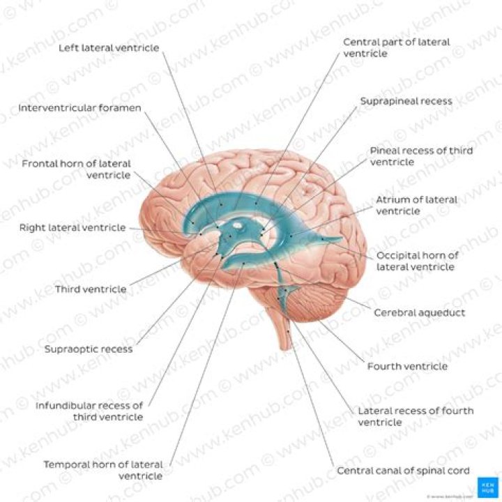 What are lateral ventricles