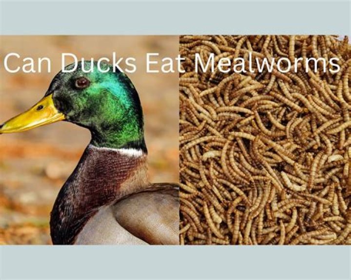 What are mealworms native to