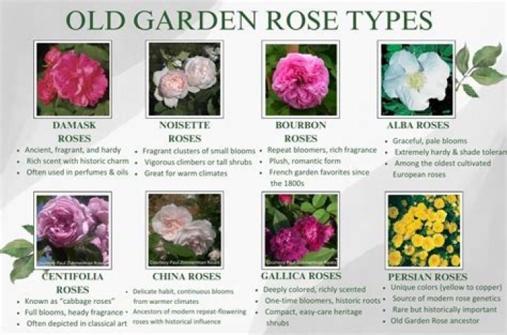 What are old fashioned roses