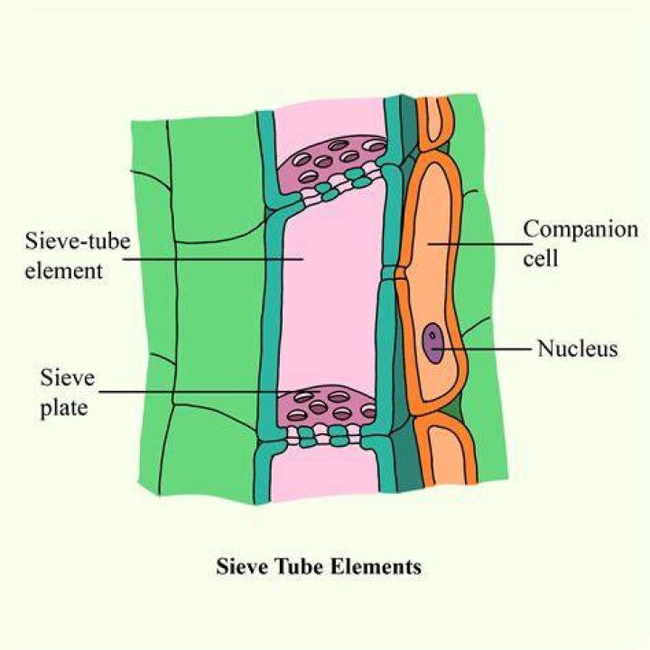 What are sieve tubes Class 9