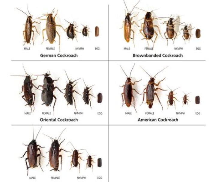 What are small black roaches