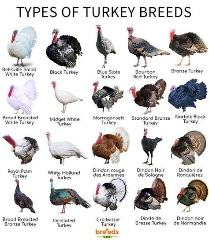 What are small turkey called