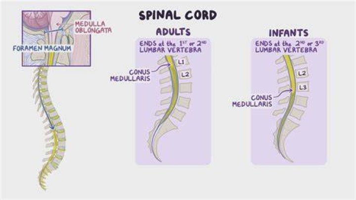 What are spinal enlargements