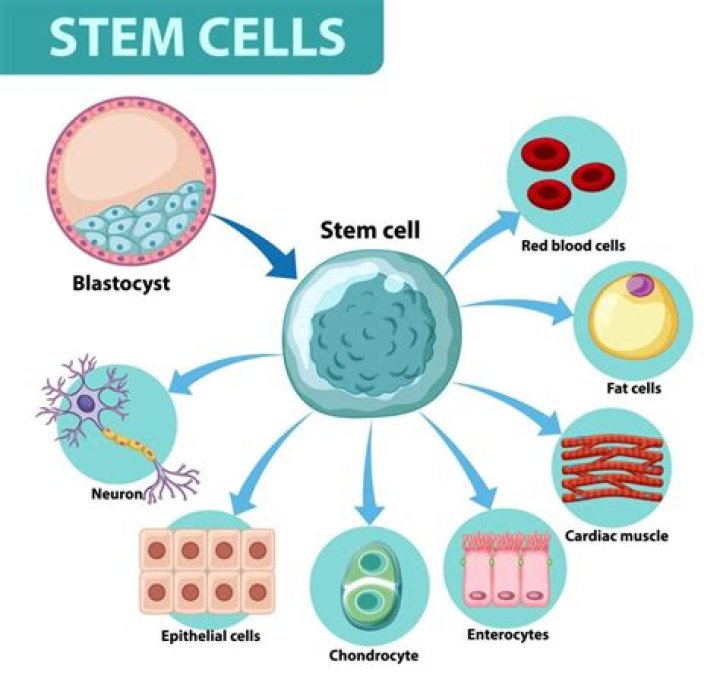 What are stem cells used for