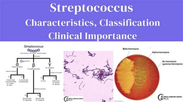 What are the group A streptococcus