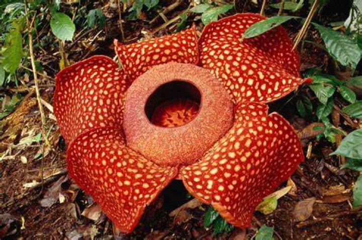 What are the largest flowers