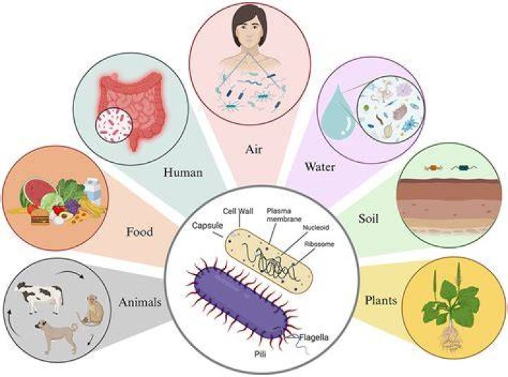 What are uncultured bacteria