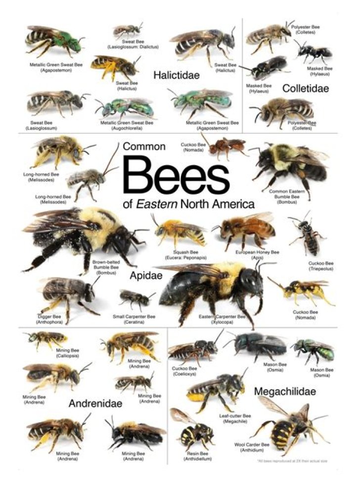What bees are native to Ohio