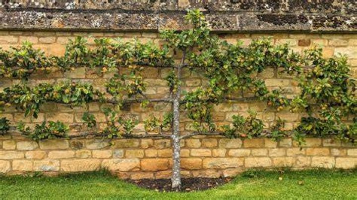 What can I use for espalier