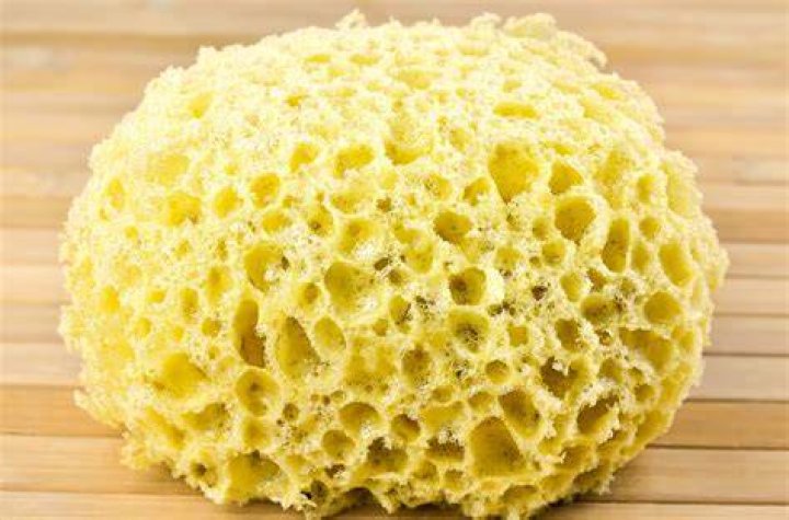 What can we make from sponge