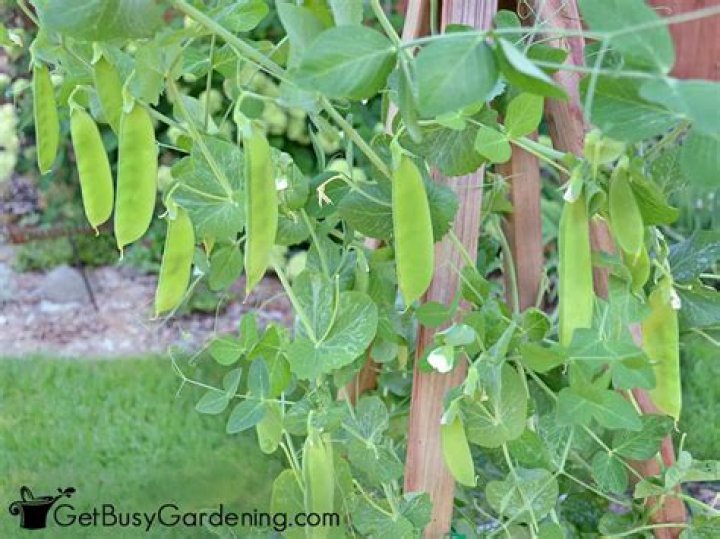 What can you do with pea pod shells