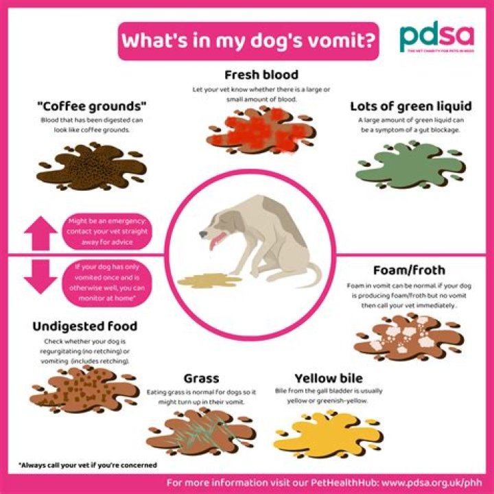 What causes a dog to piddle