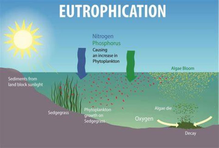 What causes a eutrophication
