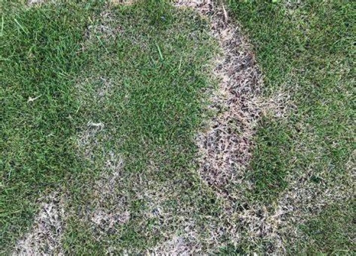 What causes Bindis in grass