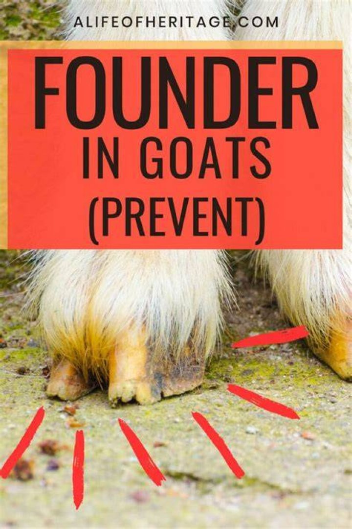 What Causes founder in goats