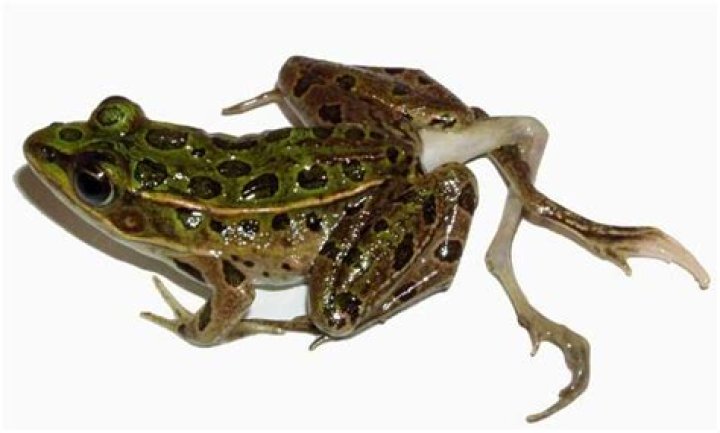What causes frog deformities
