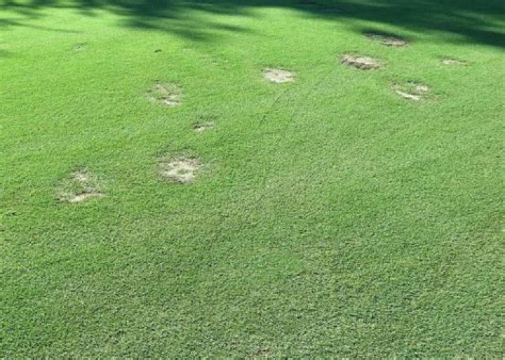 What causes spring dead spot