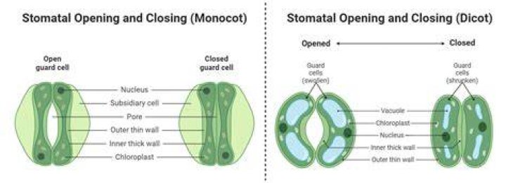 What causes stomatal opening