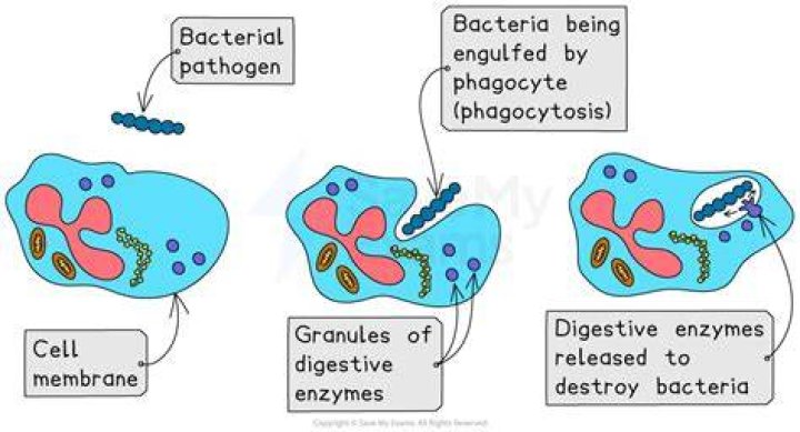 What cells destroy pathogens