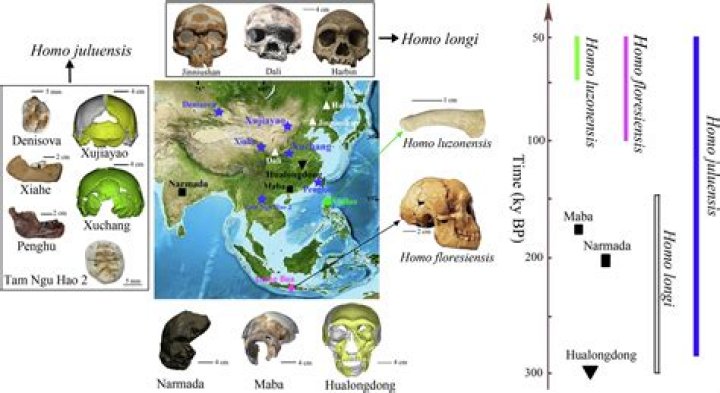 What classifies as a hominin