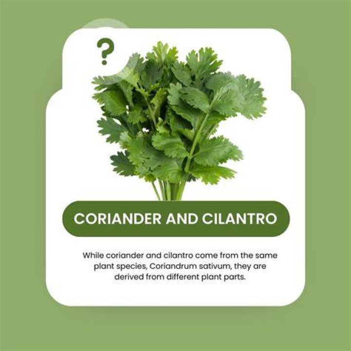 What countries eat cilantro