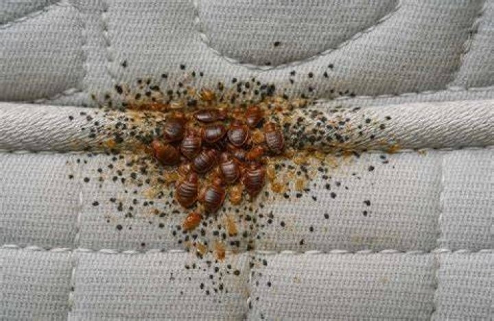 What creatures eat bed bugs