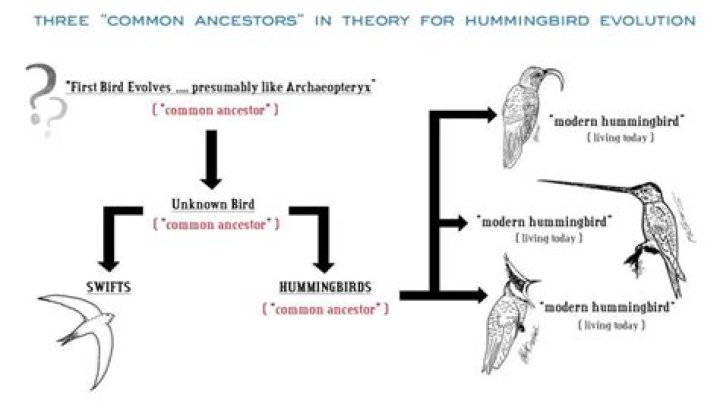 What did hummingbirds evolve