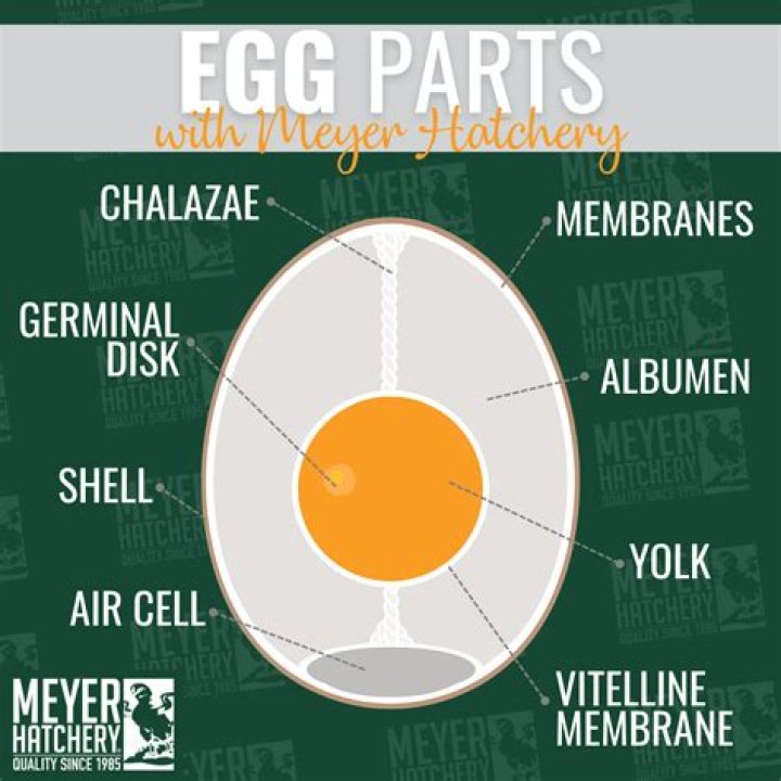 What dissolves an egg shell