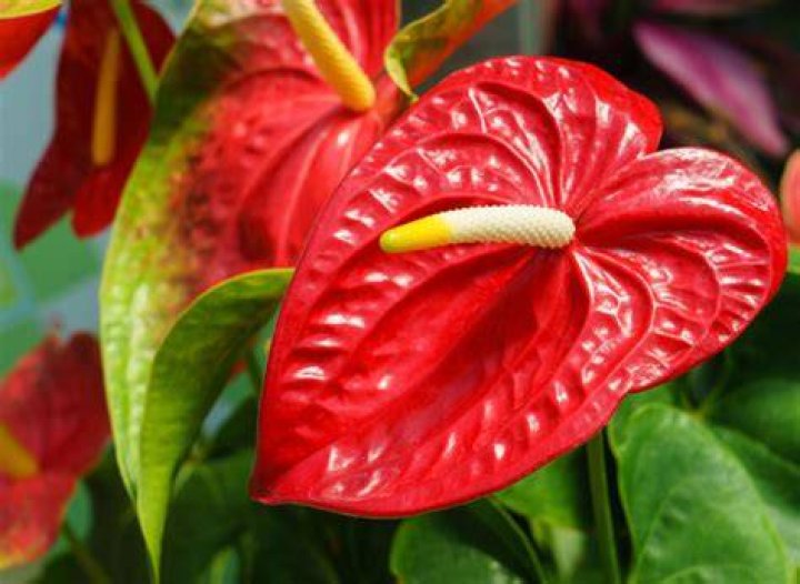 What do anthuriums symbolize