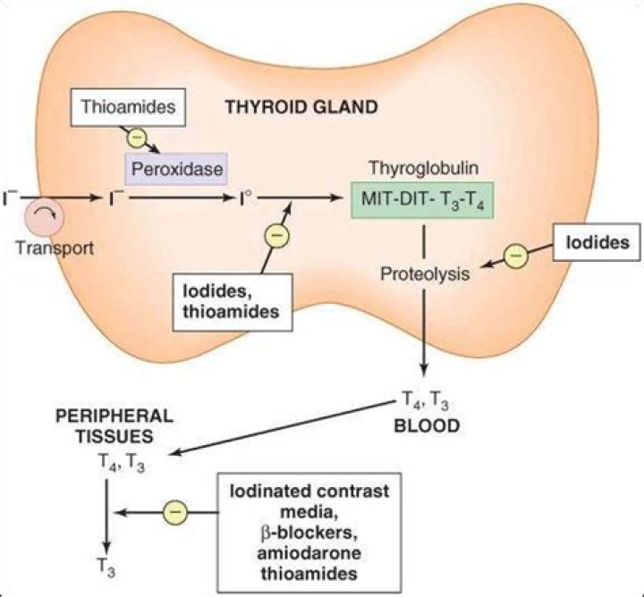 What do antithyroid drugs do