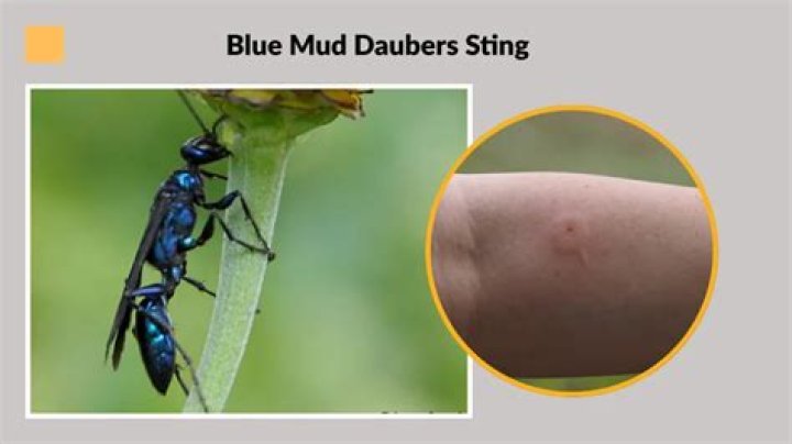 What do blue mud daubers eat
