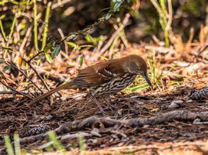 What do brown thrashers eat