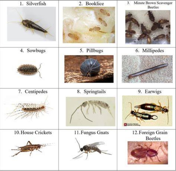 What do bugs do during rain
