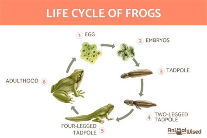 What do frogs need in a pond