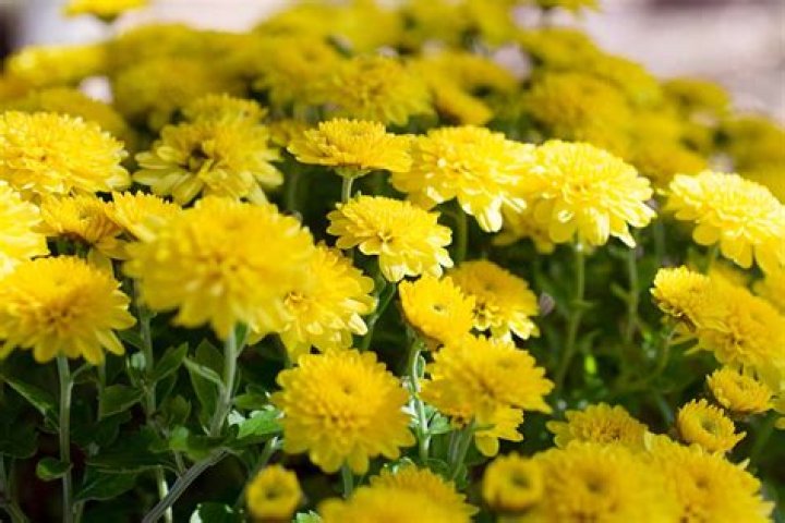 What do Fuji mums look like
