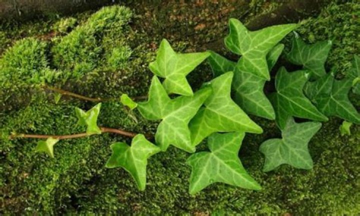 What do ivy plants symbolize