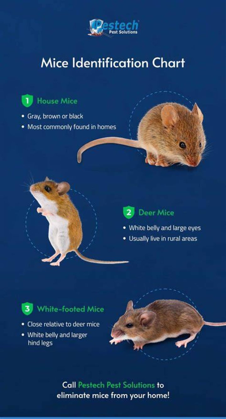 What do mice do when scared
