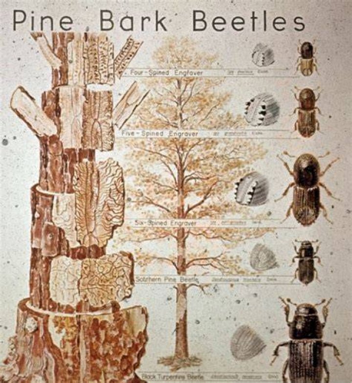 What do pine beetles feed on