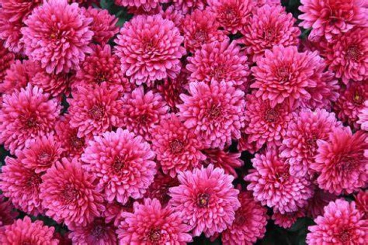 What do pink mums symbolize