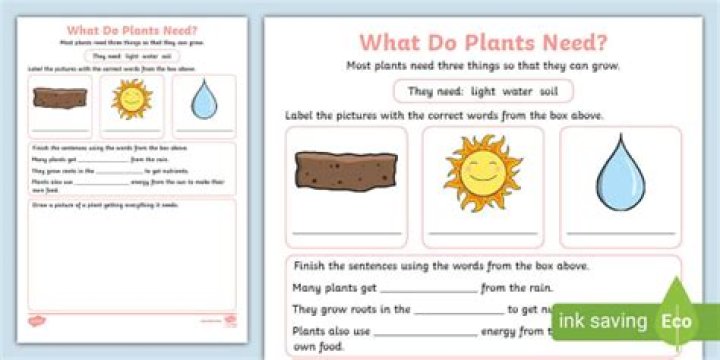 What do plants need activity