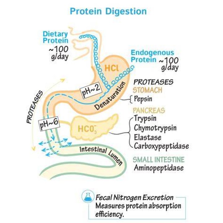 What do proteins also act as