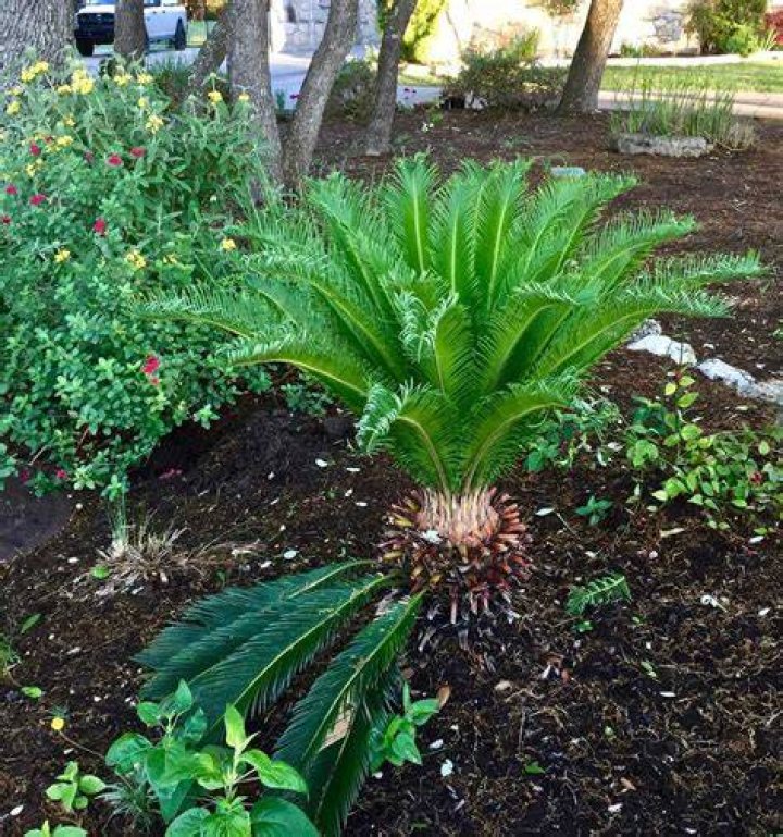 What do sago palms look like