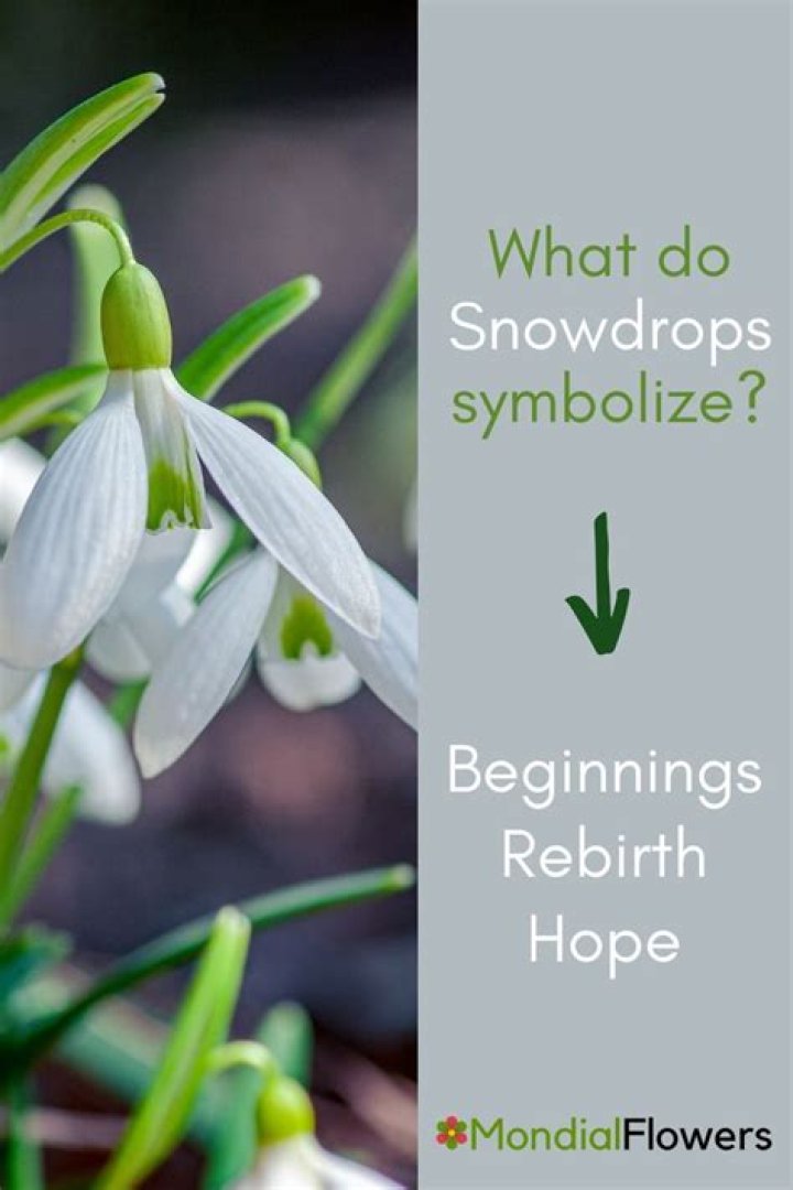 What do snowdrops symbolize