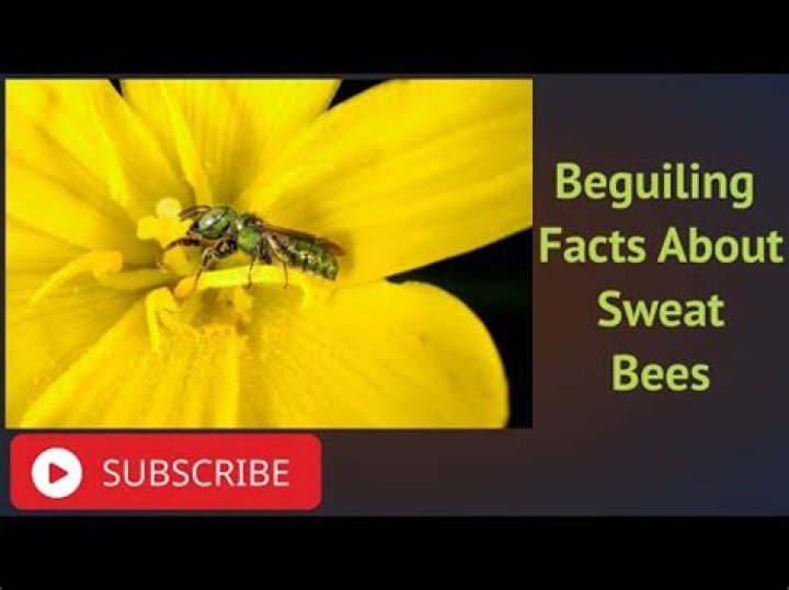 What do sweat bees pollinate