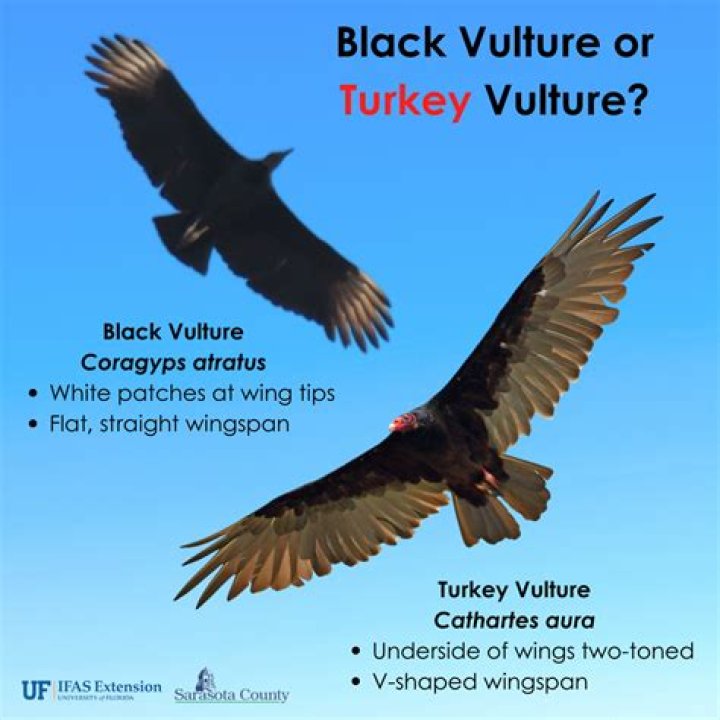 What do turkey vultures hate
