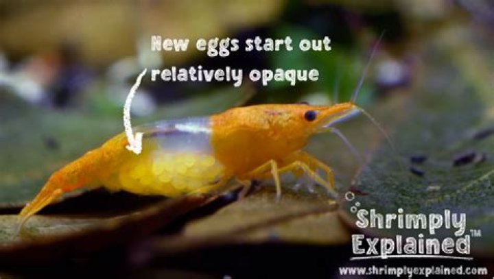 What do you call shrimp eggs