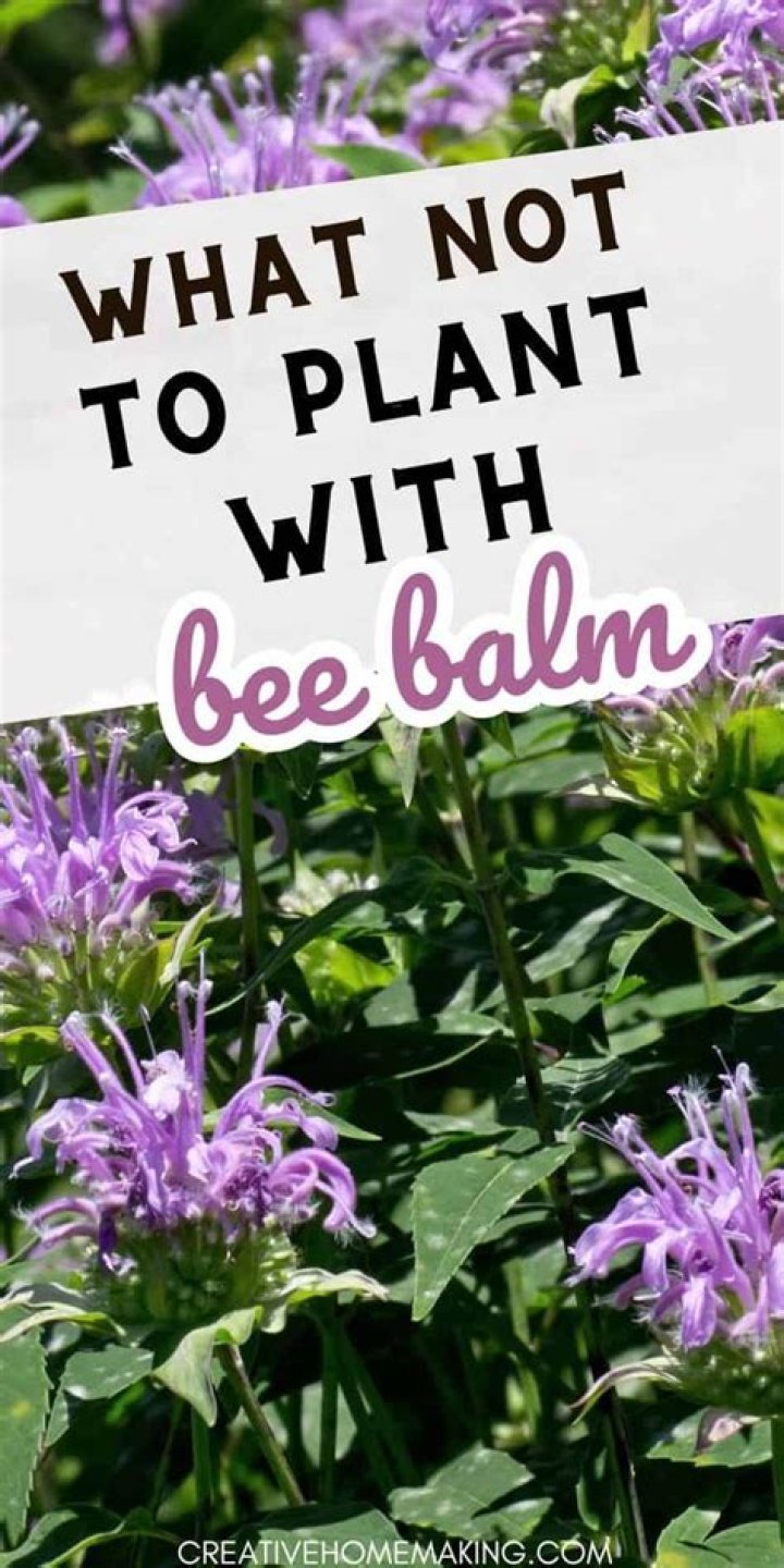 What do you do with bee balm