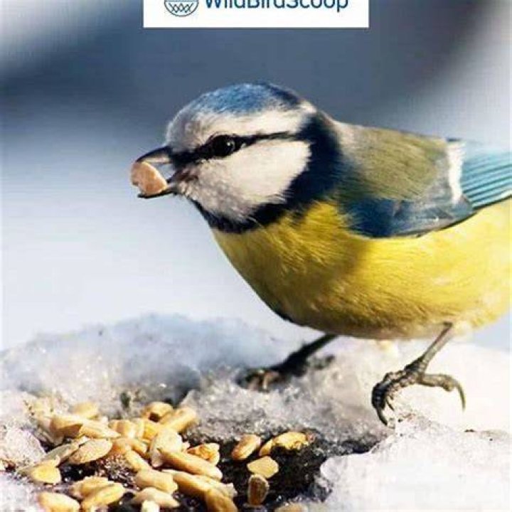 What do you feed a wild bird