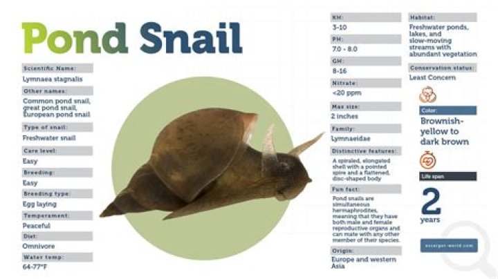 What do you feed pond snails