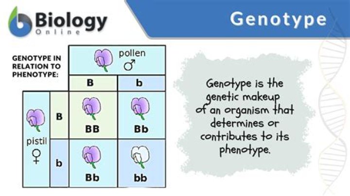 What do you mean by genotype